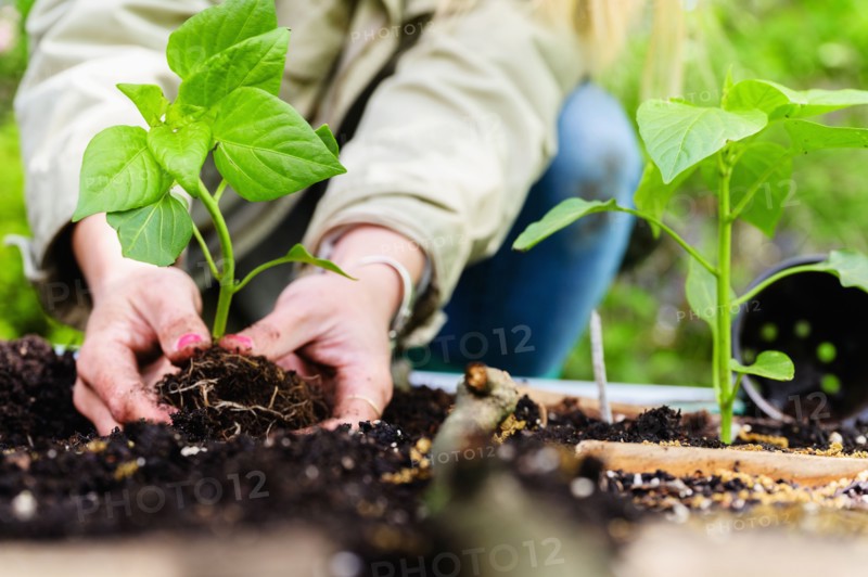Woman planting seedling