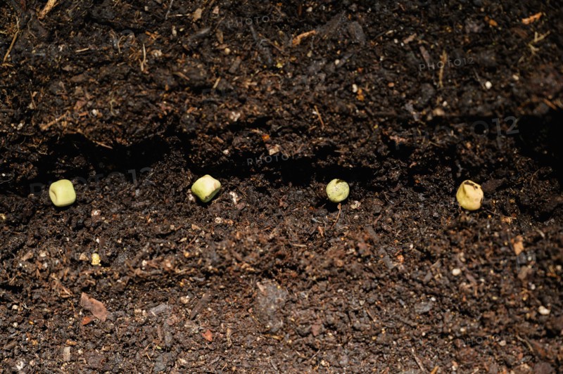 Bean seeds in soil