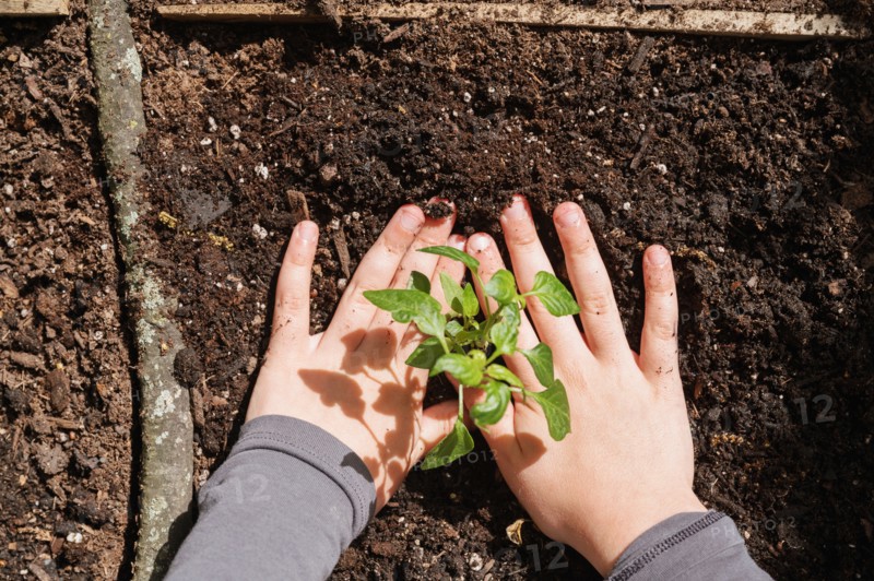 Smiling girl planting seedling