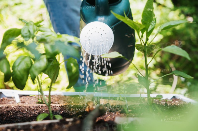 Woman watering plants in vegetable garden