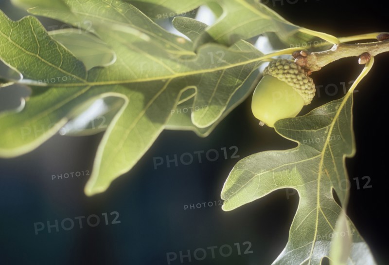 Close up of white oak acorn
