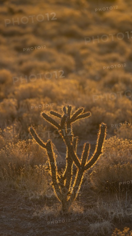 Usa, New Mexico, Santa Fe, El Dorado, Cholla Cactus in backlit in desert landscape at sunset