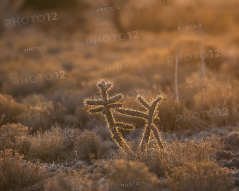 Usa, New Mexico, Santa Fe, El Dorado, Cholla Cactus in backlit in desert landscape at sunset