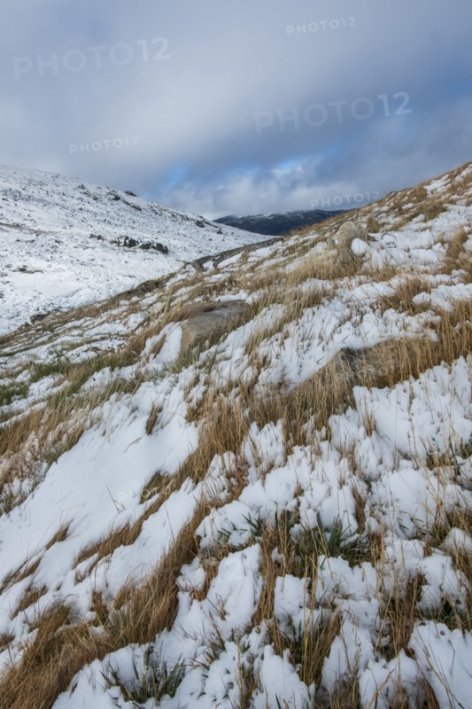 Australia, New South Wales, Mountain grass covered with snow at Charlotte Pass in Kosciuszko National Park