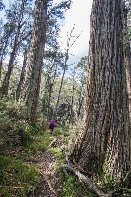 Australia, New South Wales, Kosciusko National Park, Woman hiking in forest on Merritt's Nature Track in Kosciuszko National Park