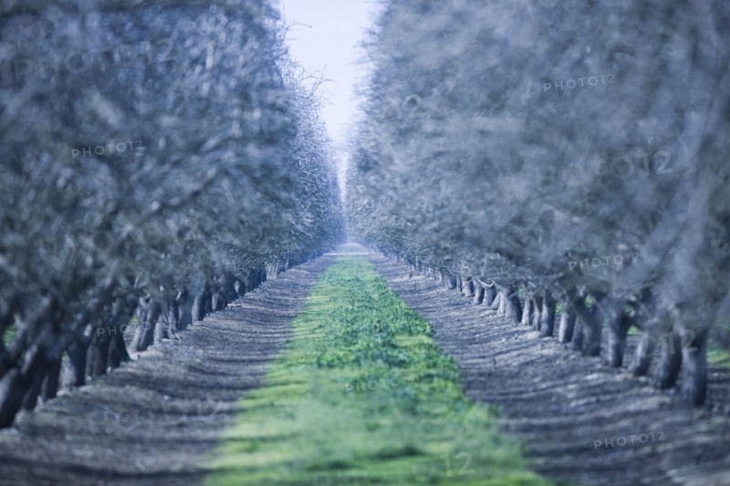 Path through rows of mature almond trees in early spring Almond Orchard