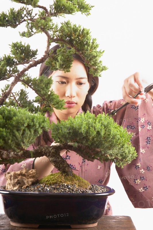 Woman trimming bonsai tree