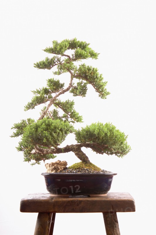 Studio shot of bonsai tree