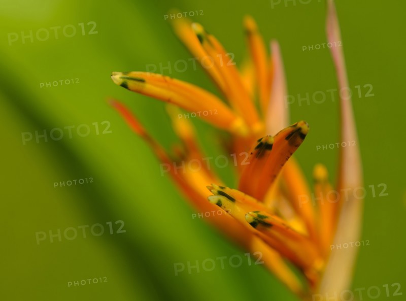 Close-up of Heliconia flower