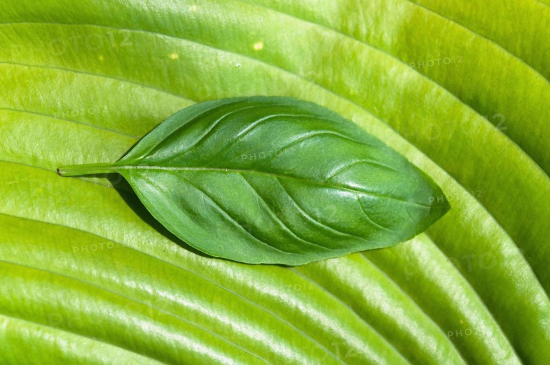 Basil leaf on large green leaf