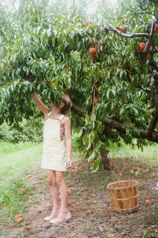 Girl picking peaches from tree in orchard