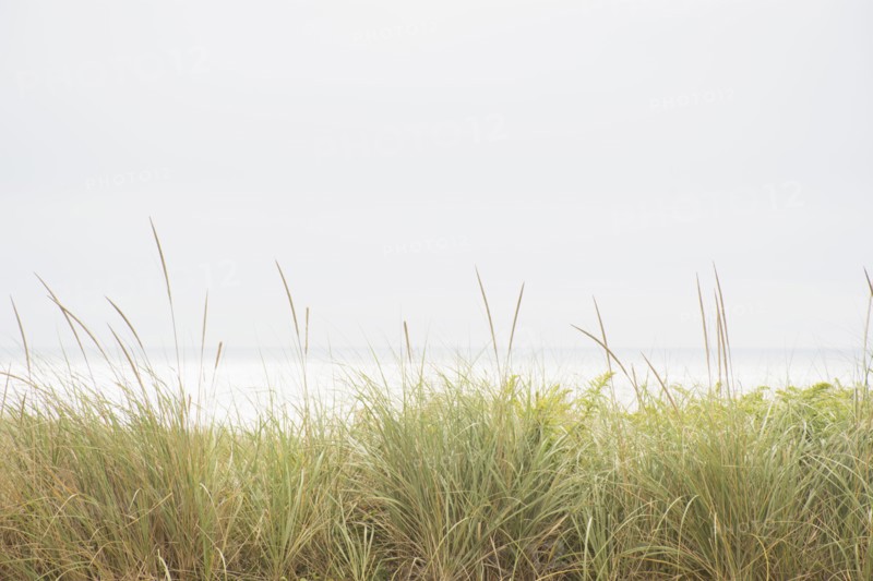 Marram grass and Atlantic Ocean from dunes