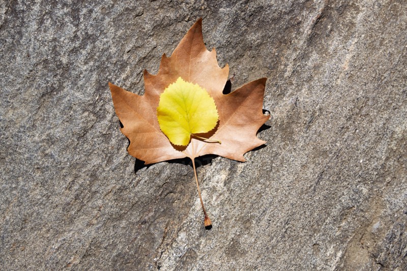 Maple and oak leaves on stone