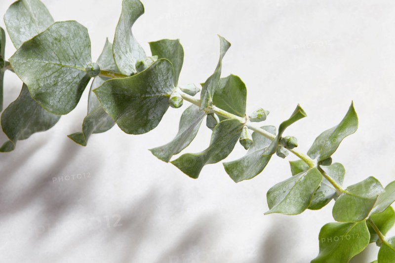 Close-up of eucalyptus leaves on white background