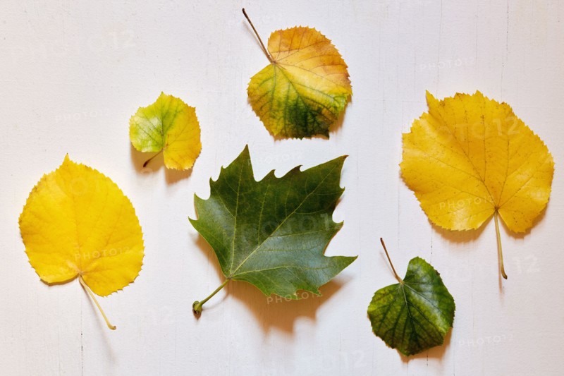 Studio shot of assorted leaves