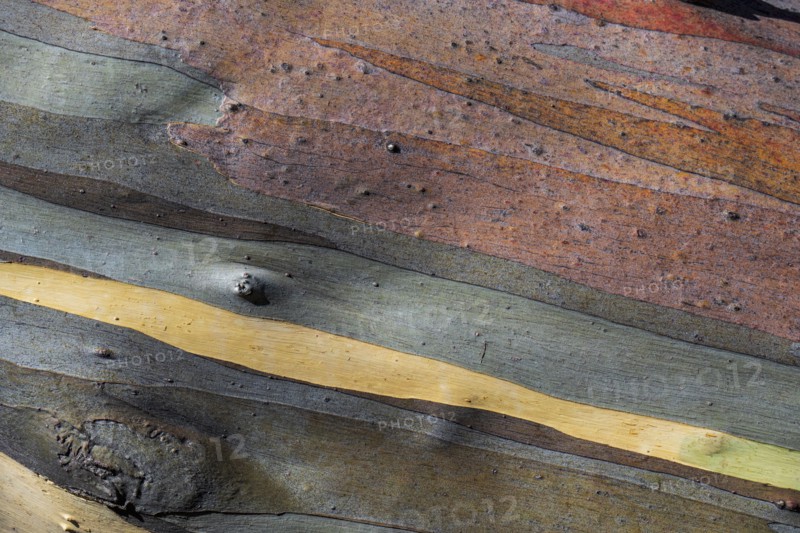 Close-up of striped tree bark