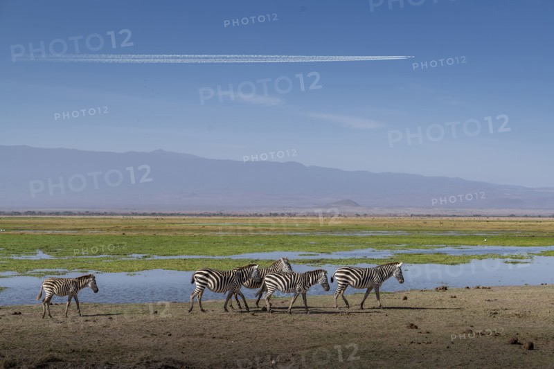 Zebras walking by pond