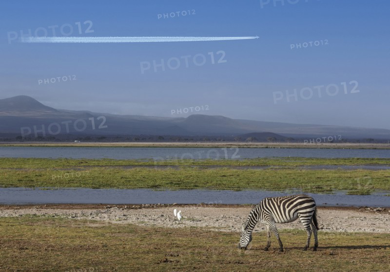 Zebra grazing by pond