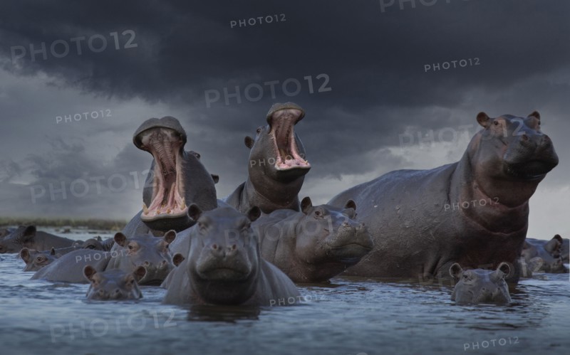 Group of hippos in pond
