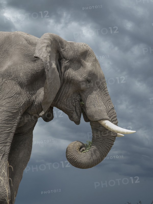 Lone elephant