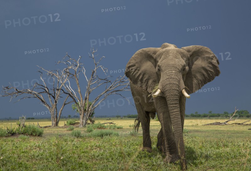 Elephant in savannah