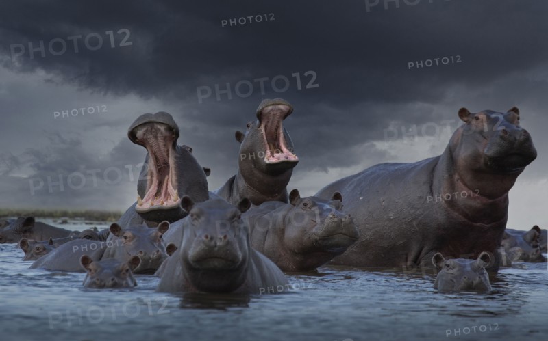 Herd of Hippos in swamp