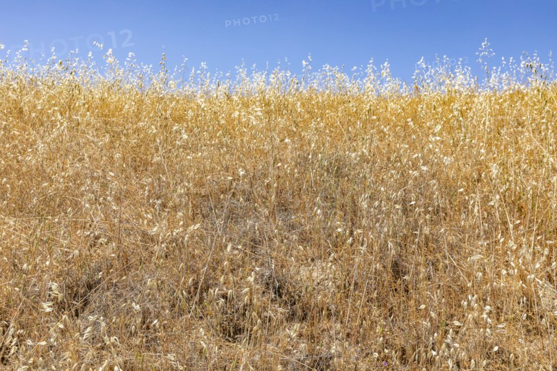 Close-up of wild oat grasses