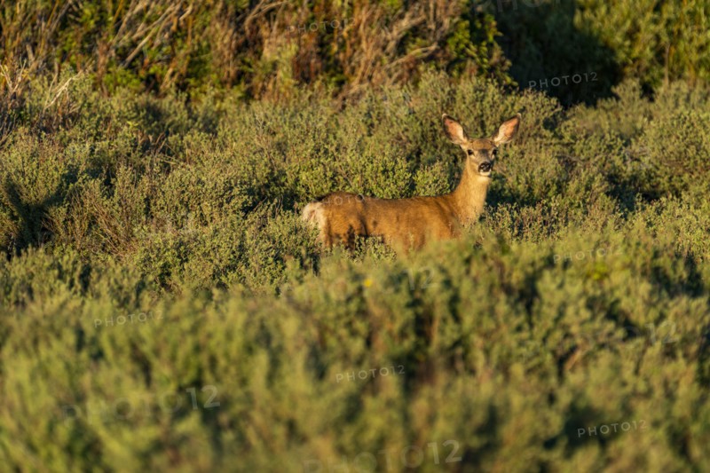 Deer standing among bushes