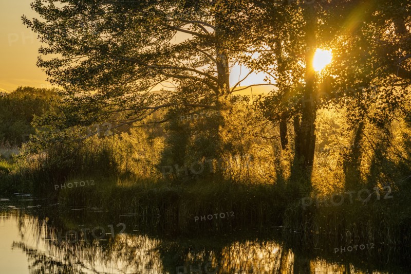 Sun shining though trees by pond