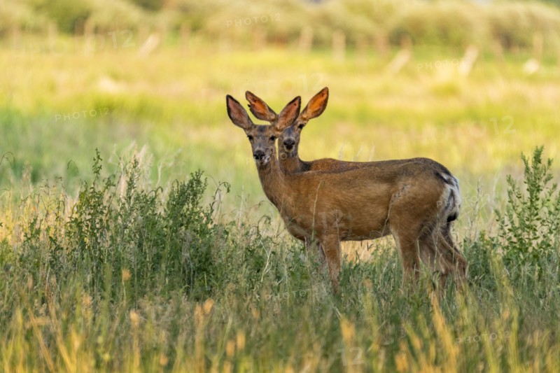Deer standing in field and looking at camera