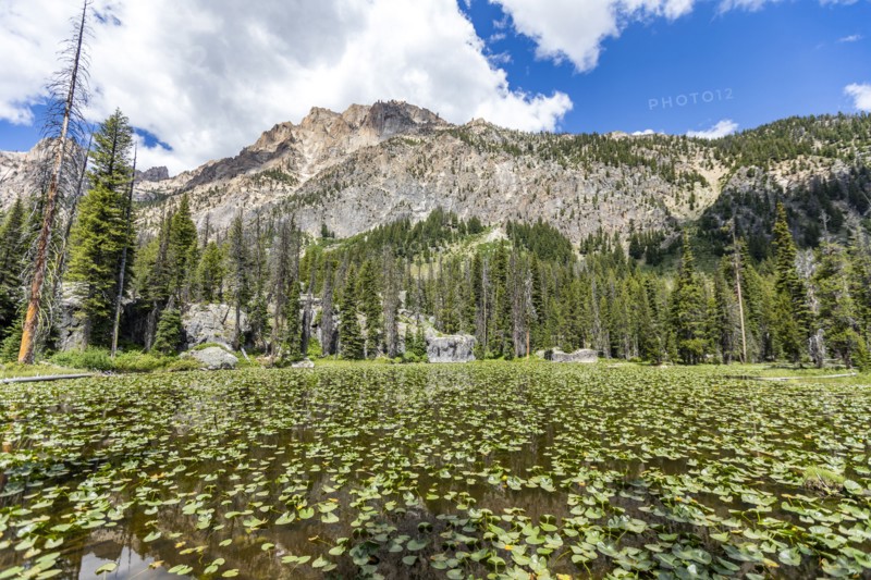 Lily pads in pond and Sawtooth Mountains