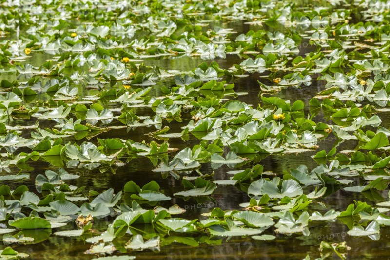 Lily pond filled with lily pads