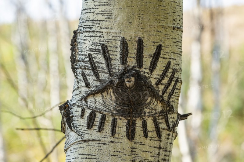 Eye-shaped carving in Aspen tree