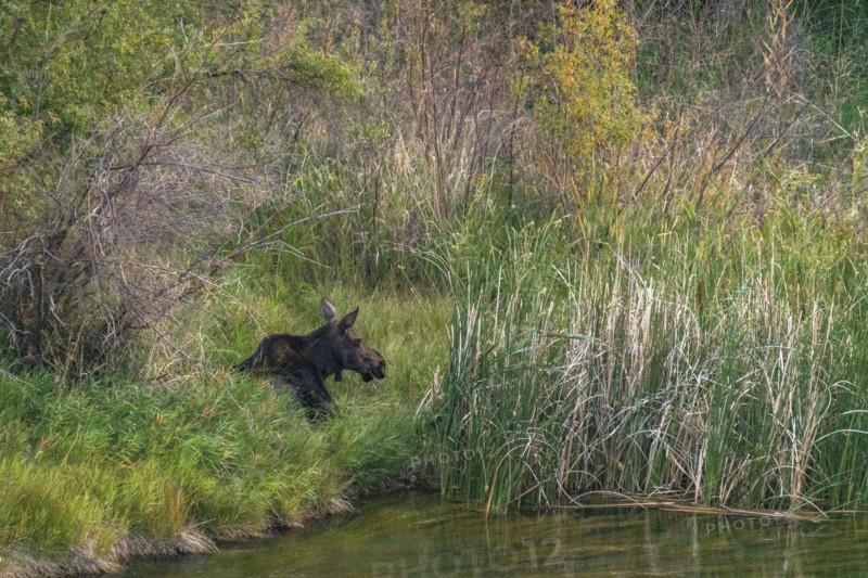 Moose grazing by creek