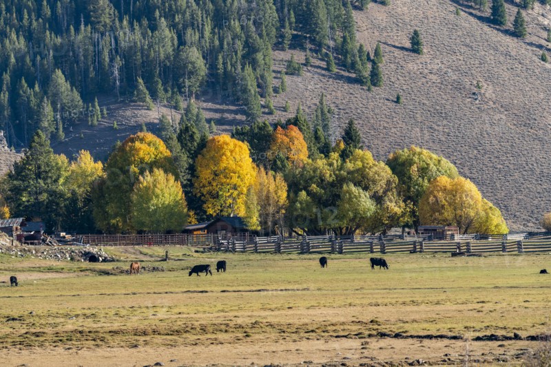 Ranch surrounded by trees in autumn near Sun Valley