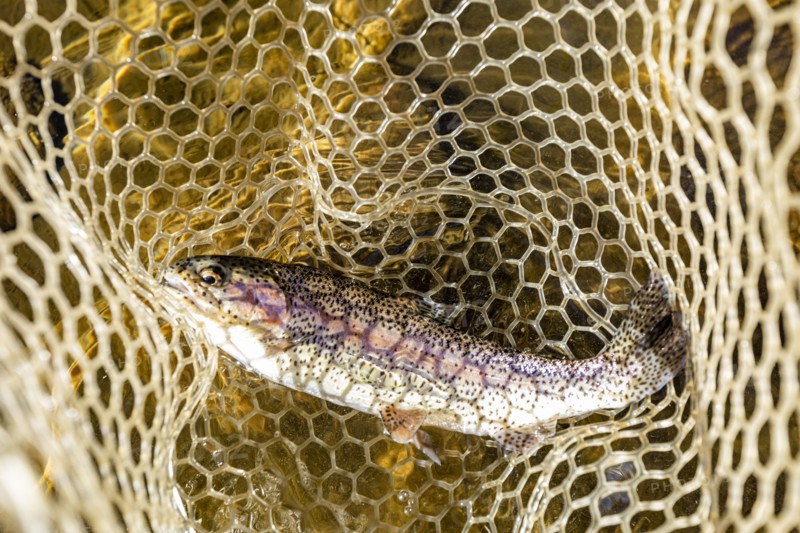 Rainbow trout in fishing net
