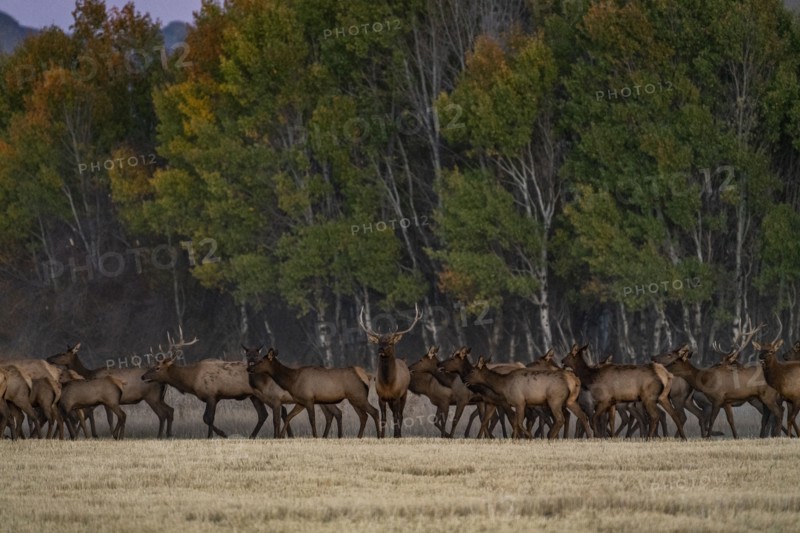 Herd of elk at dusk near Sun Valley