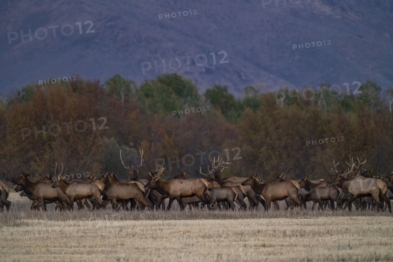 Herd of elk at dusk near Sun Valley