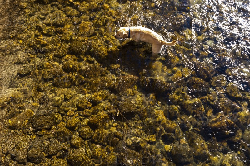 Golden Retriever wading in Big Wood River