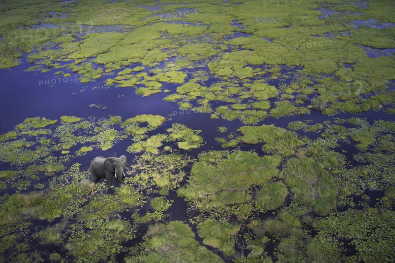 Aerial view of elephant walking in remote river