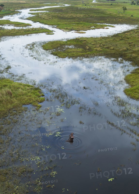Hippopotamus swimming in rural river