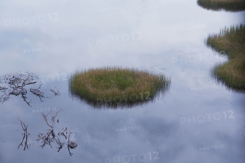 Reeds growing in still river