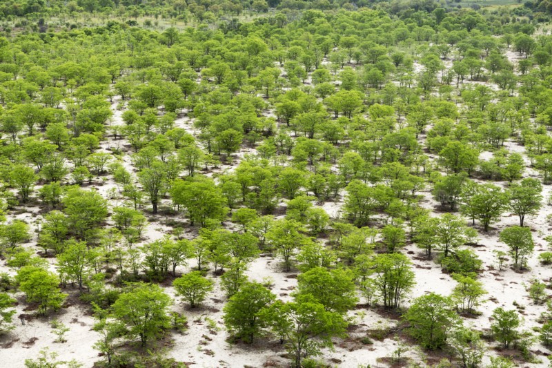 Aerial view of trees in flat remote landscape