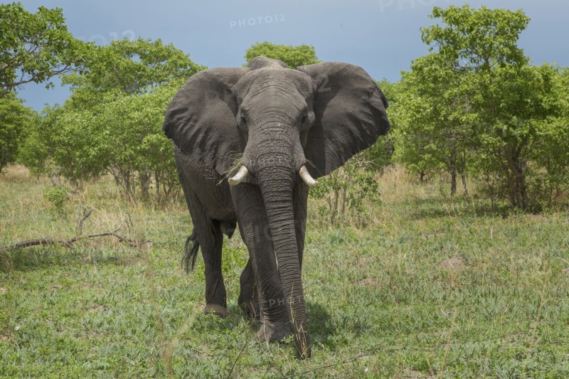 Elephant walking in field