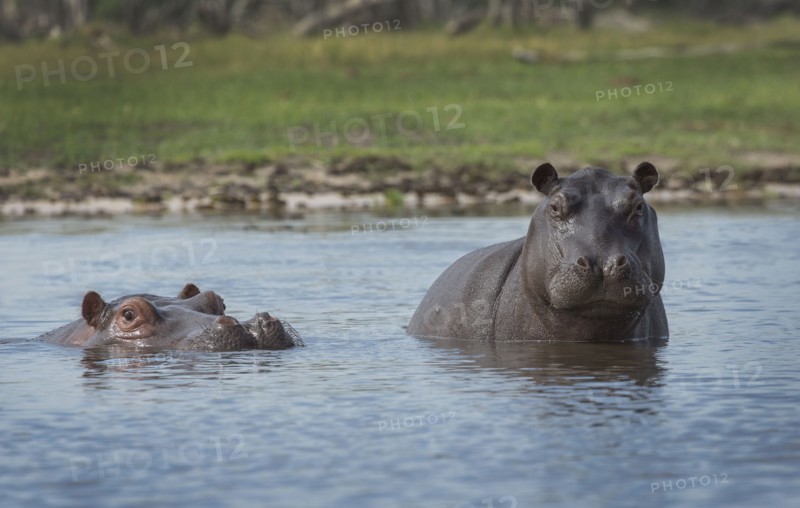 Hippopotamus swimming in remote water hole