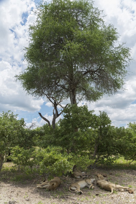 Lions resting under shade in remote field
