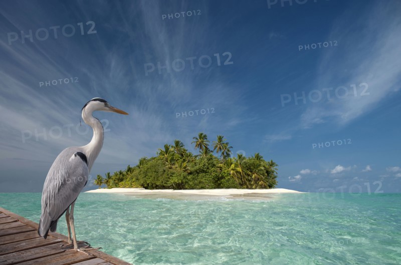 Stork standing on wooden dock near tropical island