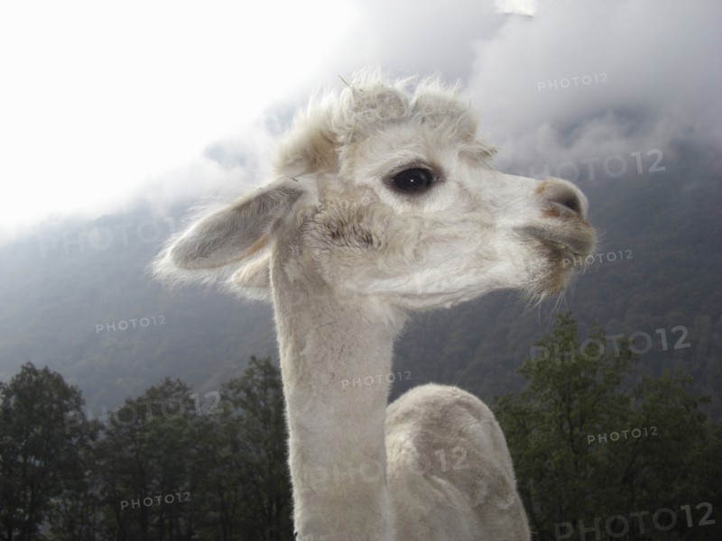 Close up of llama standing near mountain