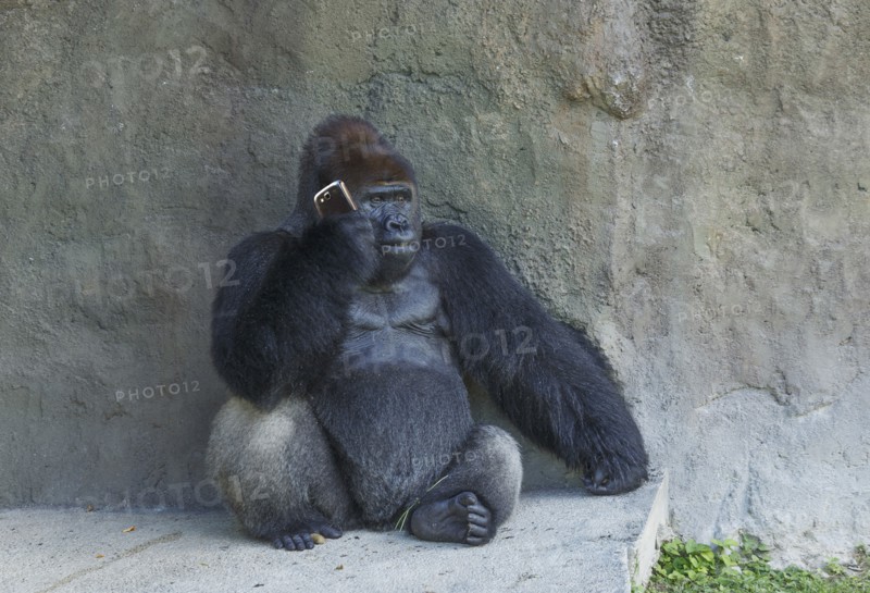 Gorilla sitting against stone wall using cell phone