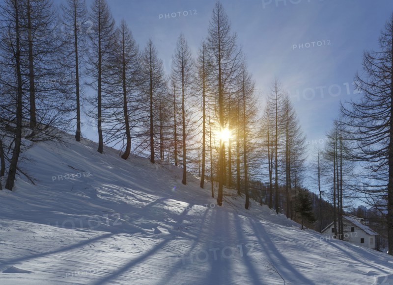 Sunbeams through bare trees on snowy hillside